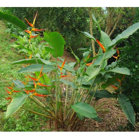 heliconia graines latispatha