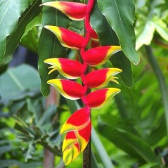 Héliconia rostré - Heliconia Rostrata - Héliconia bec de perroquet