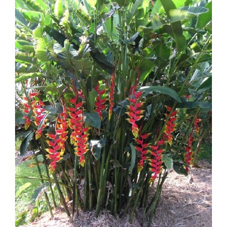 Heliconia Rostrata - 10 graines