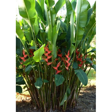 Heliconia Bihai - 10 graines