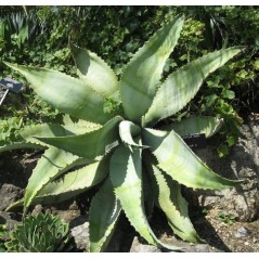 Agave Marmorata