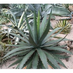 Agave Garcia Mendoza