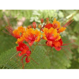 Fleur de caesalpinia pulcherrima