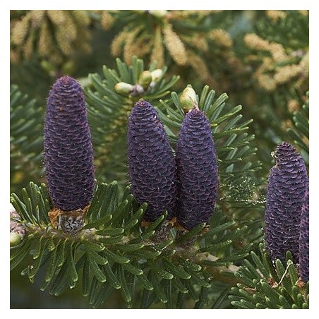 Abies Amabilis  - 10 graines