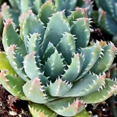 Plant d'aloe brevifolia