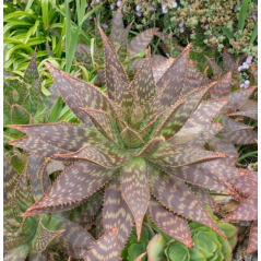 Aloès tacheté - Aloe maculata