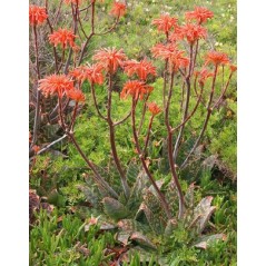 Aloe Maculata - 10 graines