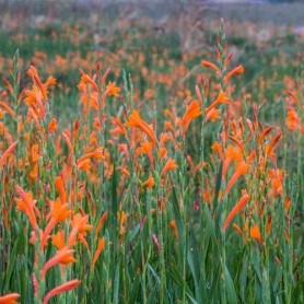 Watsonia Pillansii - 10 graines