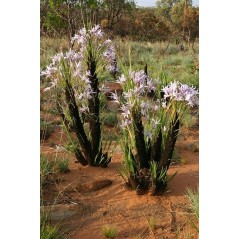 Xerophyta retinervis en fleurs