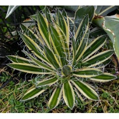 Plant d'agave schidigera