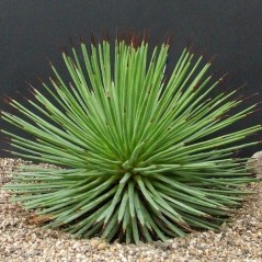 Agave à feuilles étroites - Agave striata - Agave strié