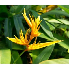 Héliconia perroquet - Heliconia Spathocircinata