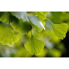 Ginkgo Biloba - 10 graines