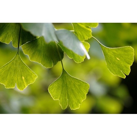 Ginkgo Biloba - 10 graines