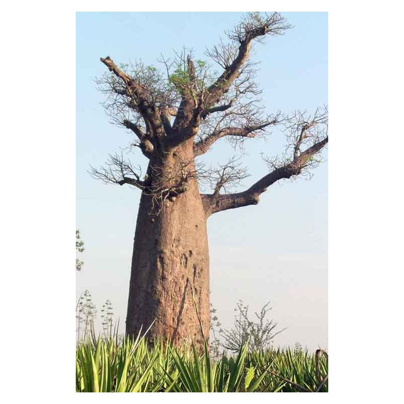 Baobab Za - Adansonia za