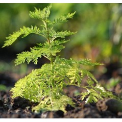 Jeune plant d'artemisia annua