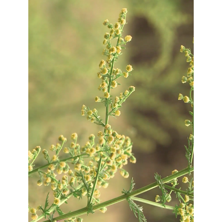 Armoise annuelle (Artemisia annua)