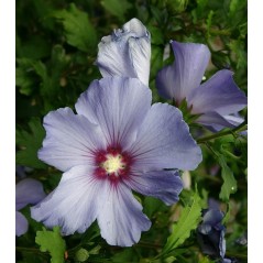 Fleur d'hibiscus syriacus