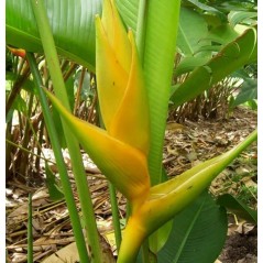 Bractées de heliconia champneiana Maya Gold