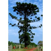 Araucaria Angustifolia - 10 graines