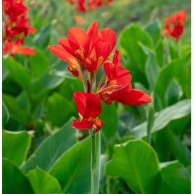 Balisier rouge - Canna indica