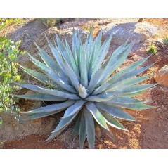 Sublime agave lumineuse