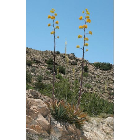 Agave Chrysantha - 10 graines