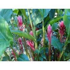 Renealmie des Alpes - Renealmia Alpinia - Gingembre de jardin