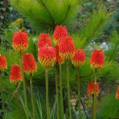 Tritome du Cap - Kniphofia Rooperi