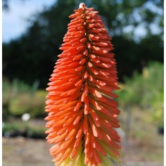 Tritome caulescens - Kniphofia caulescens - Tison de Satan