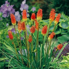 Tritome à longues grappes - Kniphofia uvaria