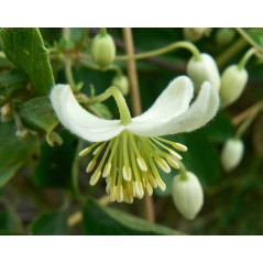 Clematis Brachiata - Clématite brachiée