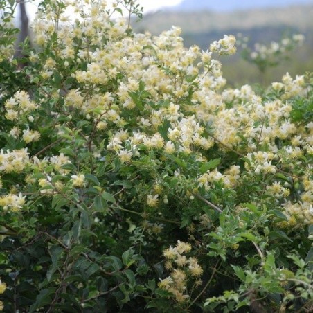 Clematis Brachiata - 10 graines