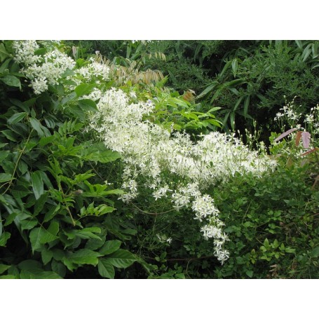 Clematis Flammula - Clématite flammule - Vigne-blanche