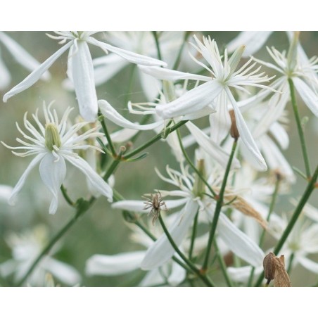 Clematis Flammula - 10 graines