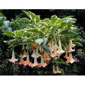 Trompette des anges multicolore - Brugmansia Versicolore