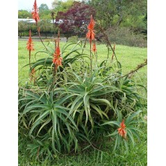 Aloe arborescens