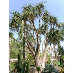 Aloe Barberae - Aloe Bainesii - Aloès arbustif