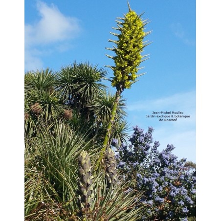 Puya Chilensis - 10 graines