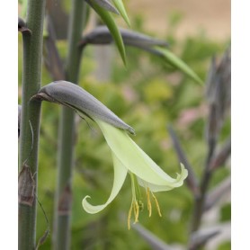 Puya aux fleurs vert très clair et aux étamines jaune