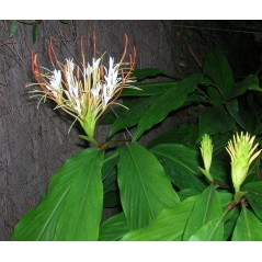 Hedychium Ellipticum - 10 graines