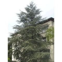 Cedrus Atlantica - 10 graines