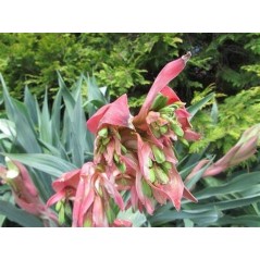 Beschornia Yuccoides fleurs