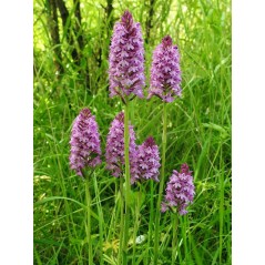 Anacamptis pyramidal - Orchidée pyramidal