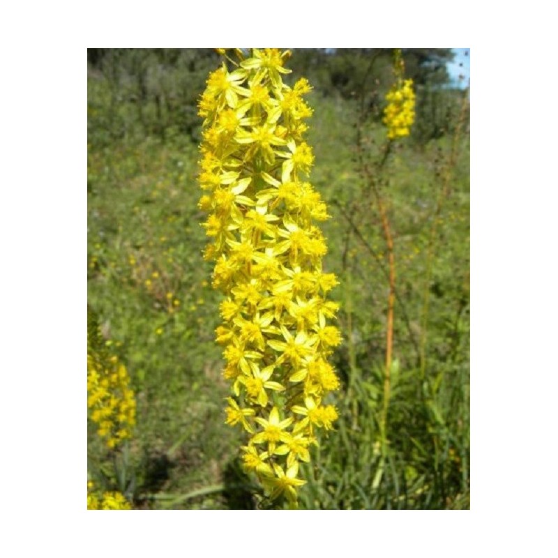 Bulbine Asphodeloides - Bulbine asphodéloïde