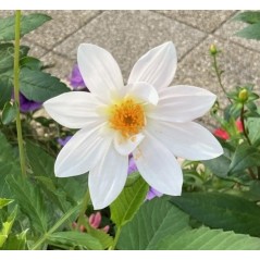 Dahlia impérial blanc - Dahlia Imperialis Alba