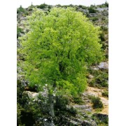 Celtis Australis - 10 graines