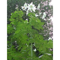 Dahlia Imperialis Alba - 10 graines