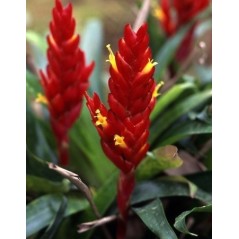 Costus lime - Costus lima