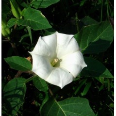 Datura Innoxia - 10 graines